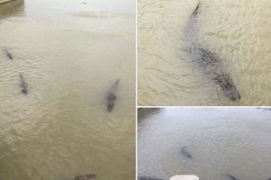 Crocodili de Criş: Poze cu lighioane uriaşe în apele Crişului Repede!