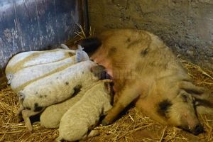 Primii doi porci din rasa Mangaliţa au fost livraţi procesatorilor, la un an de la debutul ...