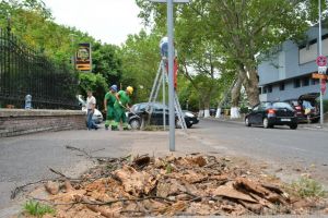 USR pune tunurile pe Primăria Oradea: „Capitala Verde a României” nu-şi merită numele din cauza tăierilor de copaci