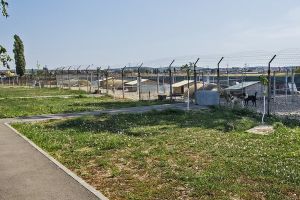 ADP Oradea angajează îngrijitori de animale şi muncitori necalificaţi