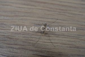 Numarul de cazuri confirmate cu virusul West Nile creste constant. Se inmultesc infectiile la granita Constantei