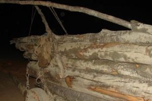 Ucis de lemnele care trebuiau să ajungă în sobă…