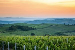 Peste 47 de milioane de euro, bani guvernamentali pentru susţinerea sectorului vitivinicol. Proiectul se va derula până în 2020