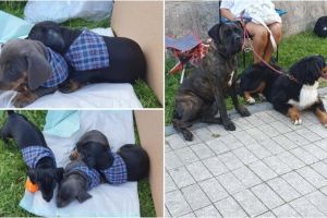 FOTO, VIDEO: Peste 700 de campioni lătrăcioşi cuceresc Cetatea Alba Carolina, în cadrul Royal Crown Trophy