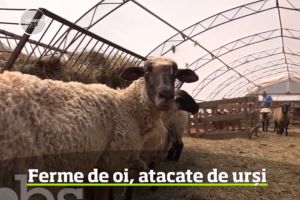 Oi de rasă ucide de urs în Harghita