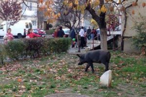 Aradul în CARANTINĂ?! Virusul pestei porcine africane se răspândeşte cu repeziciune. Reacţie palidă a autorităţilor, cereri de demisie