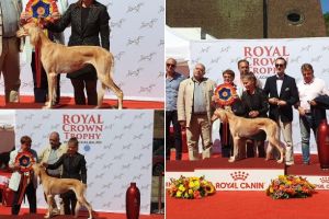FOTO, VIDEO: Expoziţia chinologică Royal Crown Trophy 2019, Alba Iulia. Saluki, un ogar, câştigător al concursului din acest an