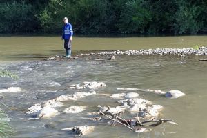 Oribil! 400 de kilograme de organe, piei şi capete de la oi au fost aruncate în Crişul Negru (FOTO / VIDEO)
