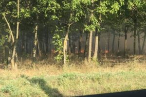 Incendiu in padurea de salcami din Valu lui Traian, judetul Constanta