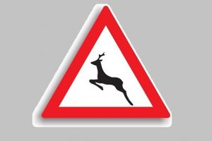 Accident rutier provocat de o căprioară. Șoferul are traumatisme, căprioara a murit