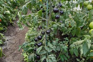 Roşiile negre, „vedetele” din ferma legumicultorului Mătrăşoaia