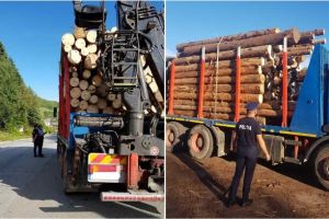 FOTO: Scutul pădurii, pe drumurile din Munţii Apuseni. Amenzi şi material lemnos confiscat de poliţiştii din Câmpeni