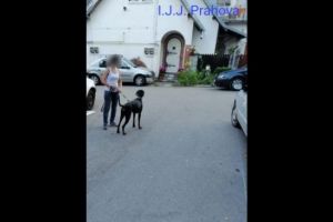 Femeie muscata de un Doberman la Busteni. Stapana animalului nu a putut sa il opreasca