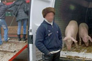 A sfidat regulile impuse de autorităţi după apariţia peste porcine africane. Doi botoşăneni au fost amendaţi de câte două ori