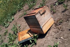 FOTO Un bărbat din Botoşani oferă 500 de euro recompensă pentru a-i prinde pe hoţii unor stupi