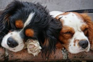 Câini Fără Stăpâni anunţă… Ziua Porţilor Deschise. Vizitatorii pot adopta căţei