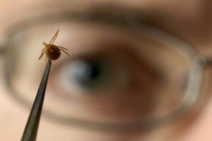 Atenţie la căpuşe! Sfaturile medicilor braşoveni