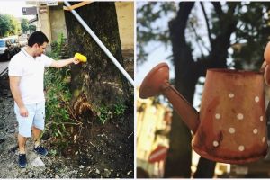 FOTO. Solidaritate pentru copacul de pe B-dul Brătianu! Sătmărenii l-au udat simbolic