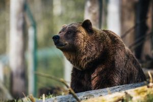 Atenţie, turişti! Un urs a fost văzut în zona gării din Băile Tuşnad