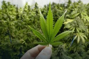 Inca o tara din UE ar putea legaliza canabisul