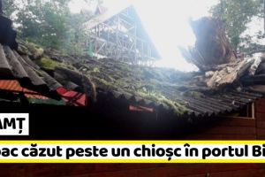 NEAMȚ: Copac căzut peste un chioşc în portul Bicaz (FOTO)