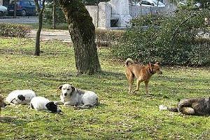 Numărul pacienţilor care vin la spital, în Timişoara, muşcaţi de câini şi de pisici – în creştere!