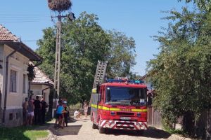 Pui de barză, salvat dintre firele electrice, la Breaza (Foto)