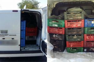 Bucurestean care transporta peste 200 de kilograme de peste fara acte legale, prins la Midia 