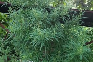 Mirosul de MARIJUANA a ajuns la Piteşti!
