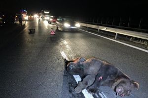 VIDEO FOTO Urs de 200 de kilograme lovit pe autostrada Sibiu – Deva – Patru maşini implicate