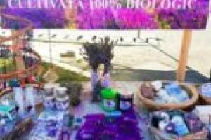 Lavanda de Ficătar! Afacere înfloritoare pentru doi tineri întreprinzători