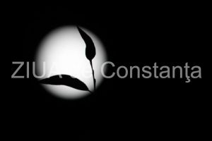 Rostopasca, o planta recomandata pentru sanatatea pielii si a ficatului 