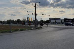 Cai liberi la plimbare prin Calea Șagului din Timişoara