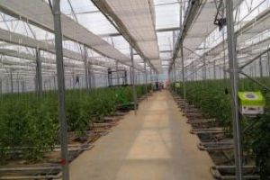 Petre Daea: Soiurile romanesti castiga teren, sunt tomate mai gustoase si preferate de consumatori