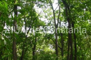 Prevenirea si combaterea taierii ilegale de arbori, in atentia politistilor