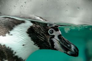 O specie preistorică de pinguin, de dimensiunea unui om, a trăit în Noua Zeelandă