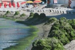 Mii de tone de alge, pe litoralul romanesc: Care sunt statiunile cele mai afectate