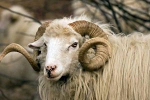 Un bărbat din Sohodol DECEDAT după ce a fost atacat de un BERBEC