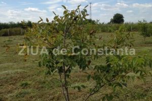 O societate doreste infiintarea unei ferme de nuci pe raza localitatii Comana, judetul Constanta 