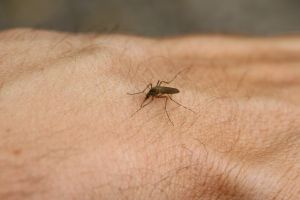 A fost confirmat al doilea deces cauzat de virusul West Nile in Romania. Varsta atipica!