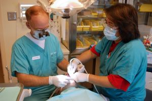 La dentist, gratis ori în privat?