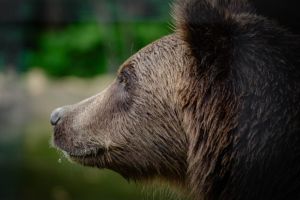 Urşii, o problemă tot mai gravă la Sibiu. Autorităţile nu fac nimic deocamdată