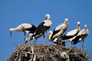 Uite, Barza! 2019 – Siculeni, Harghita, localitatea cu cel mai mare număr de cuiburi