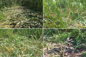 FOTO, VIDEO| Știrea ta: Localnicii dintr-un sat din Munţii Apuseni îşi strigă disperarea. Turmele de mistreţi distrug culturile gospodarilor, provocând pagube semnificative