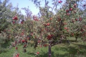 AFIR: 26,8 milioane de euro disponibili pentru prelucrarea produselor pomicole prin PNDR 2020