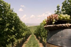 O recoltă excepţională în podgoria Jidvei, premisa unui must de calitate