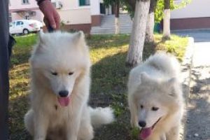 Doi caini de rasa au ajuns la Politia Maramures, neinvitati