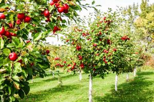 26,8 milioane de euro disponibili pentru prelucrarea  produselor pomicole prin PNDR 2020