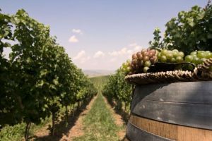 (P) O recoltă excepţională în podgoria Jidvei, premisa unui must de calitate