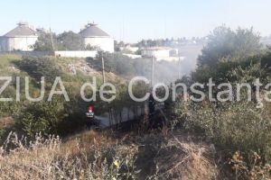 Incendiu de vegetatie pe strada Micsunelelor din Constanta